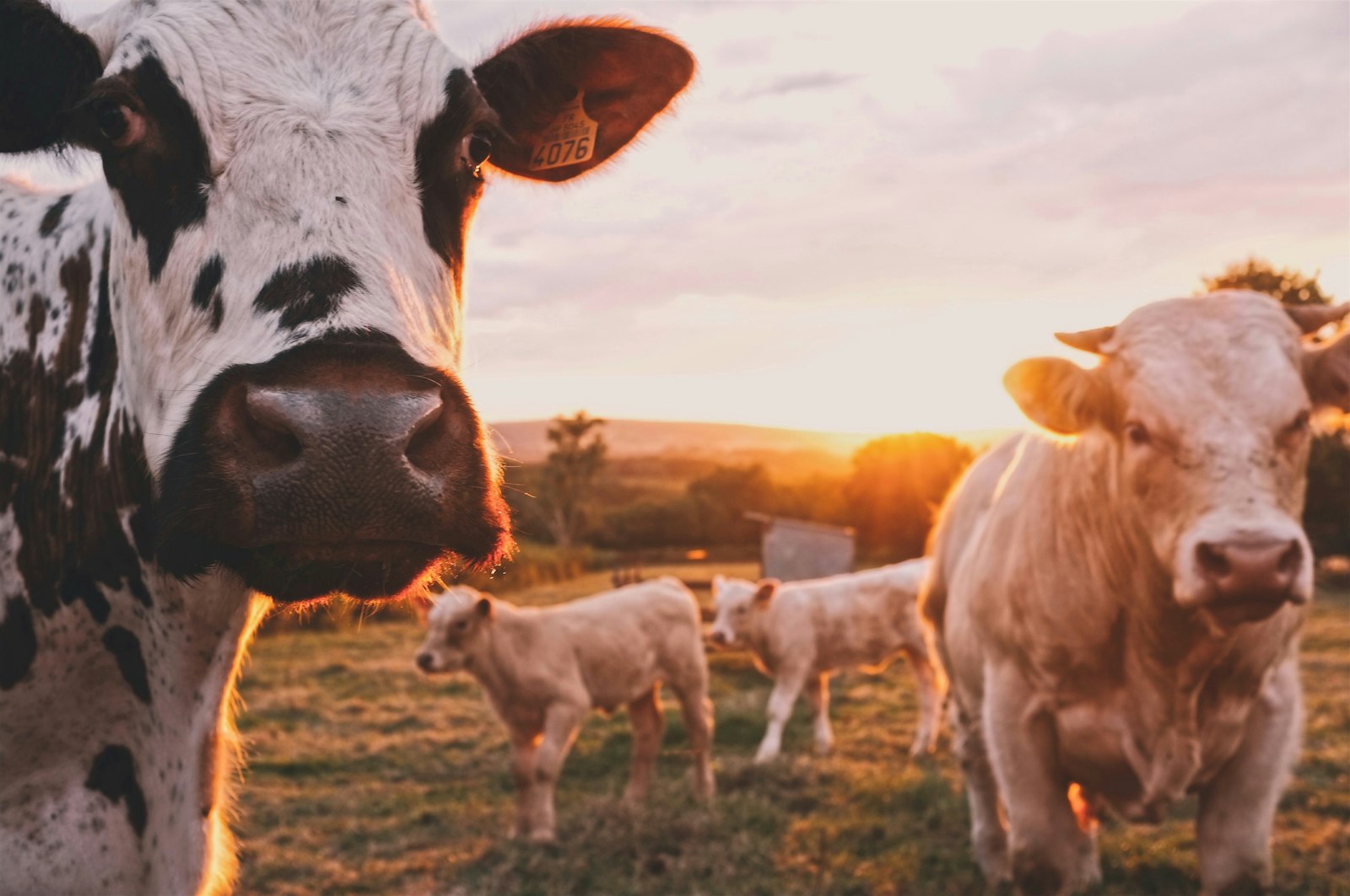 Vaches laitières — MyMarguerit